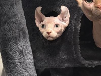 Prada - Sphynx - Gallery Photo #1