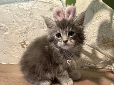 Aggies Loves - Maine Coon - Gallery Photo #1