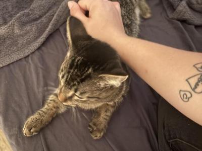 Gracie - Manx - Gallery Photo #1