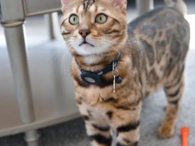 Simba - Bengal - Gallery Photo #1