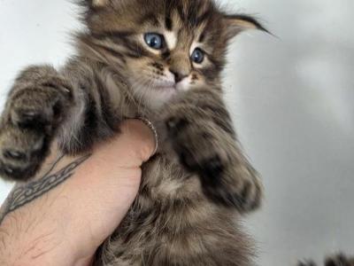 2 Large Maine Coon Male Triplets - Maine Coon - Gallery Photo #1