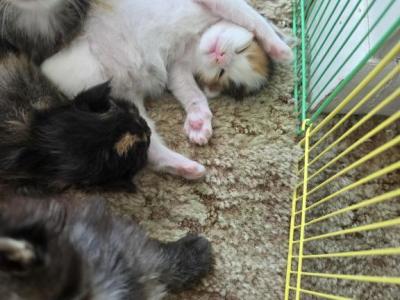 2 Unique Colored Female Main Coons - Maine Coon - Gallery Photo #1