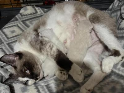 Jazzy's Boys Manx - Snowshoe - Gallery Photo #1