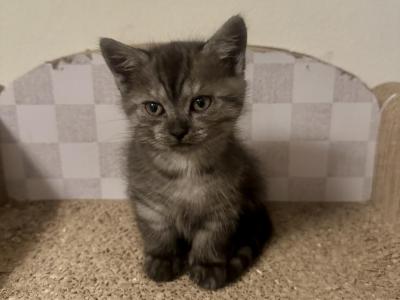 Herman - Munchkin - Gallery Photo #1