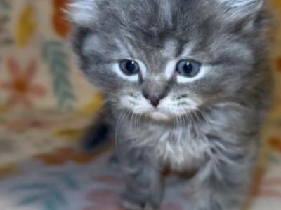 Ash - Domestic - Gallery Photo #1