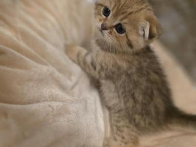 Miso - Scottish Fold - Gallery Photo #1