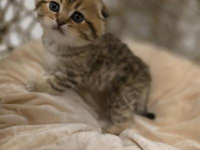 Jonny - Scottish Fold - Gallery Photo #1