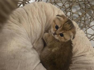 Leo - Scottish Fold - Gallery Photo #1