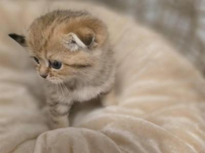 Miso - Scottish Fold - Gallery Photo #1