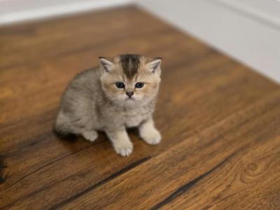 Molly - Scottish Straight - Gallery Photo #1