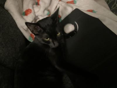 ZUZU - American Shorthair - Gallery Photo #1