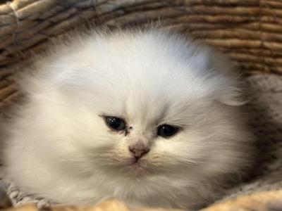 Alyosh - Scottish Fold - Gallery Photo #1