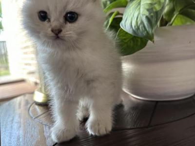 Pepe - Scottish Fold - Gallery Photo #1