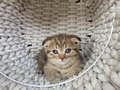 Lucy Scottish Fold Kitten - Scottish Fold - Gallery Photo #1