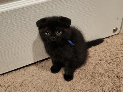 Flints - Scottish Fold - Gallery Photo #1