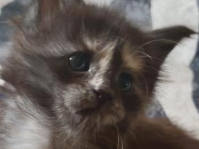 Caribbean Coons Maine Coons Sarasota - Maine Coon - Gallery Photo #1