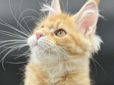 Ava - Maine Coon - Gallery Photo #1