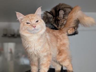 Sol - Maine Coon - Gallery Photo #1