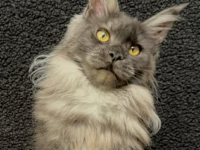 Rada - Maine Coon - Gallery Photo #1