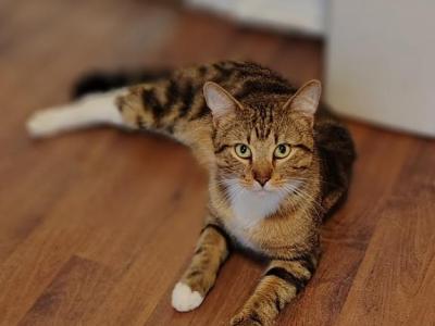 Charlie - Bengal - Gallery Photo #1
