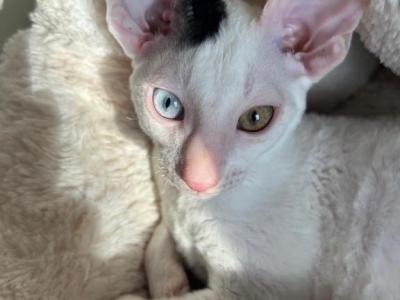 Male Cornish Rex Kittens - Cornish Rex - Gallery Photo #1