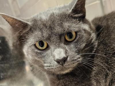 Santo Neutered DSH - American Shorthair - Gallery Photo #1