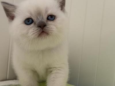 Vanila - British Shorthair - Gallery Photo #1