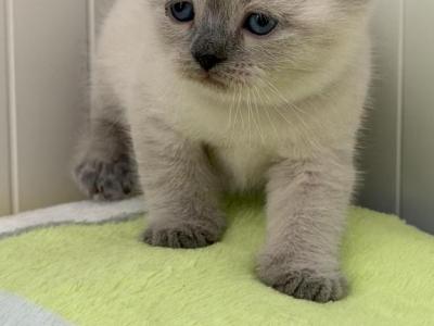 Sugar - British Shorthair - Gallery Photo #1