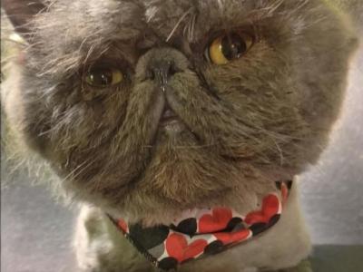 Exo Kittens Coming May - Exotic - Gallery Photo #1