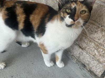 Callie - Domestic - Gallery Photo #1