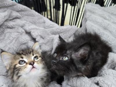 Orange - Domestic - Gallery Photo #1