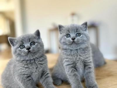 British BLUE And LILAC MaleS And Females - British Shorthair - Gallery Photo #1