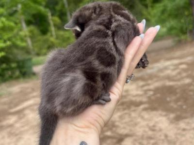 Bengal Babies - Bengal - Gallery Photo #1