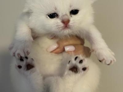 Scottish Fold And Straight - Scottish Fold - Gallery Photo #1