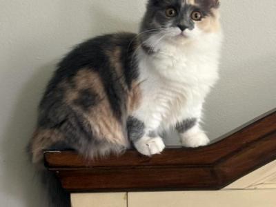 Cali - Munchkin - Gallery Photo #1