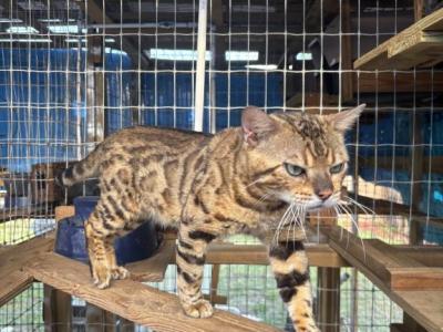 Toro - Bengal - Gallery Photo #1