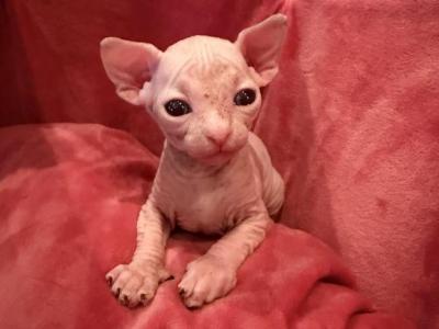 Spring Litter - Sphynx - Gallery Photo #1