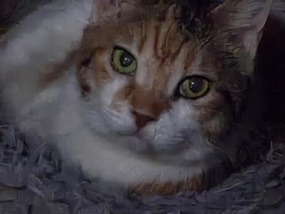 Momo - Domestic - Gallery Photo #1