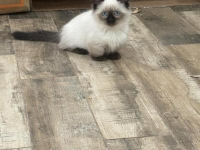 Dust Mite - Munchkin - Gallery Photo #1