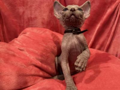 Sweet Girl - Sphynx - Gallery Photo #1