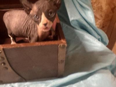 Handsomeboy - Sphynx - Gallery Photo #1