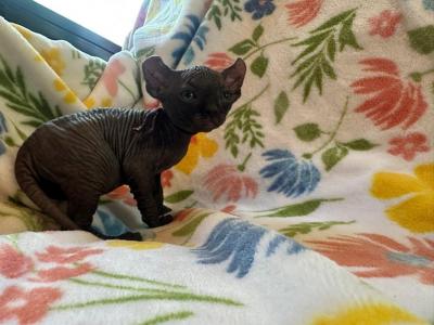 Elf Boy - Sphynx - Gallery Photo #1