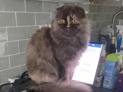 Iris - Scottish Fold - Gallery Photo #1