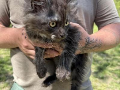 Sourdough B - Maine Coon - Gallery Photo #1