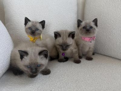 Siamese Litter - Siamese - Gallery Photo #1