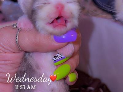 LydiaAMommy - Persian - Gallery Photo #1