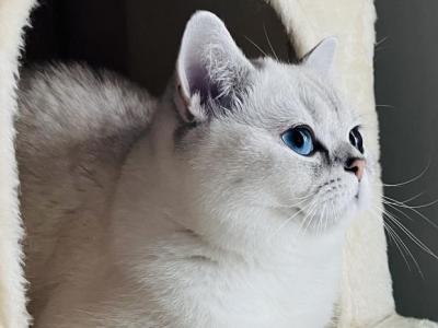 Orianna - British Shorthair - Gallery Photo #1