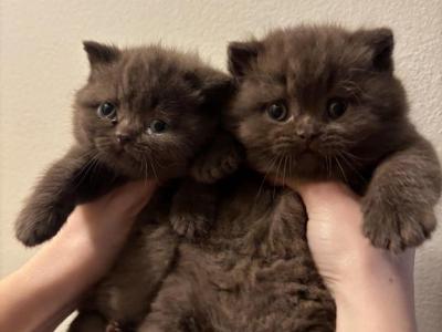 Cinnamon Bears - British Shorthair - Gallery Photo #1