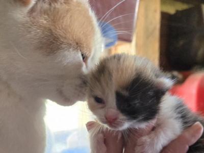 Molly - Domestic - Gallery Photo #1