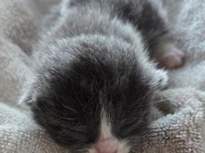 Pearl - Polydactyl - Gallery Photo #1